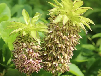 Warkocznica dwubarwna - zdjęcie 2