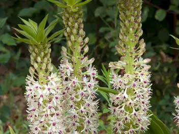 Warkocznica dwubarwna - zdjęcie 3