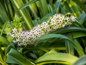 Warkocznica dwubarwna - zdjęcie 4