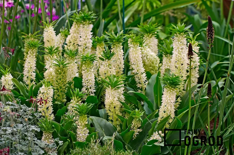 Warkocznica dwubarwna