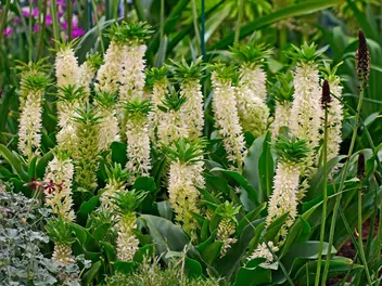 Ilustracja rośliny warkocznica dwubarwna