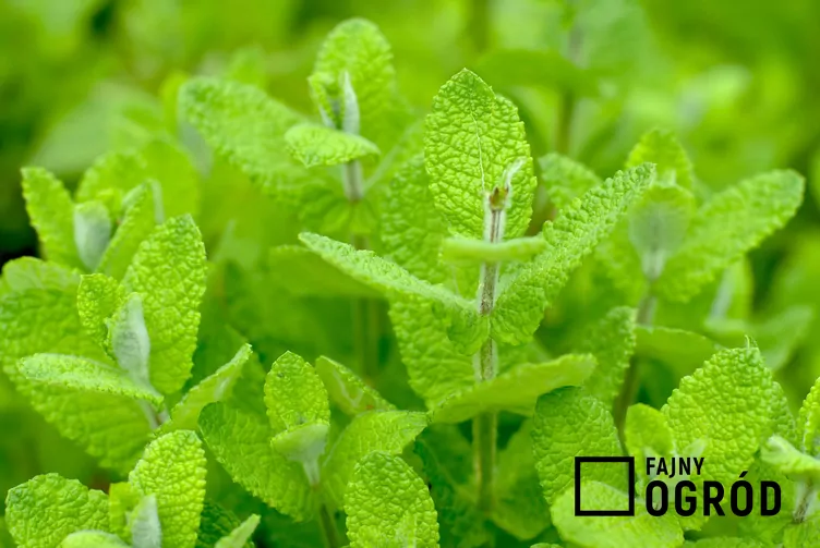 Mięta okrągłolistna