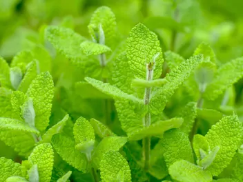 Ilustracja rośliny mięta okrągłolistna