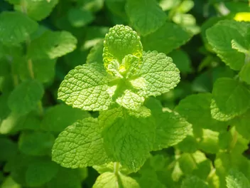 Mięta okrągłolistna - zdjęcie 2