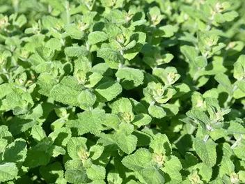 Mięta okrągłolistna - zdjęcie 3
