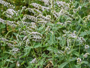 Mięta okrągłolistna - zdjęcie 4