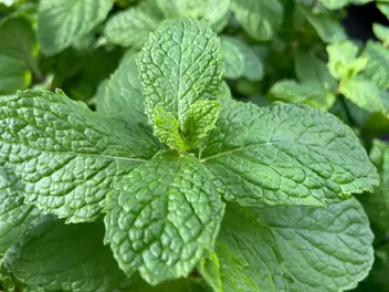 Mięta okrągłolistna - zdjęcie 5