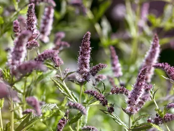 Ilustracja rośliny mięta długolistna