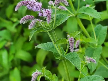 Mięta długolistna - zdjęcie 2