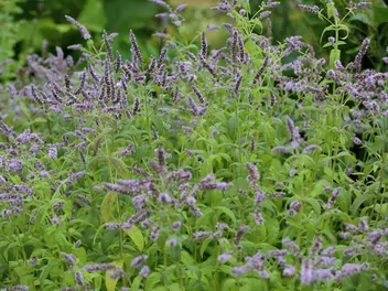 Mięta długolistna - zdjęcie 3