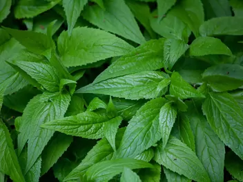 Mięta długolistna - zdjęcie 4