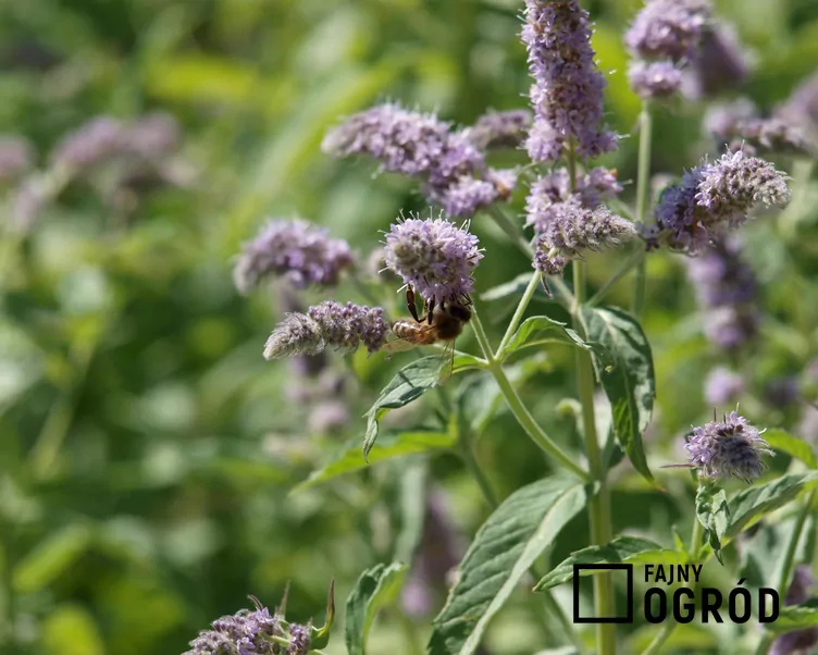 Mięta długolistna - zdjęcie 5