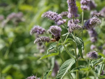 Mięta długolistna - zdjęcie 5