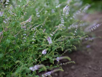 Ilustracja rośliny mięta truskawkowa