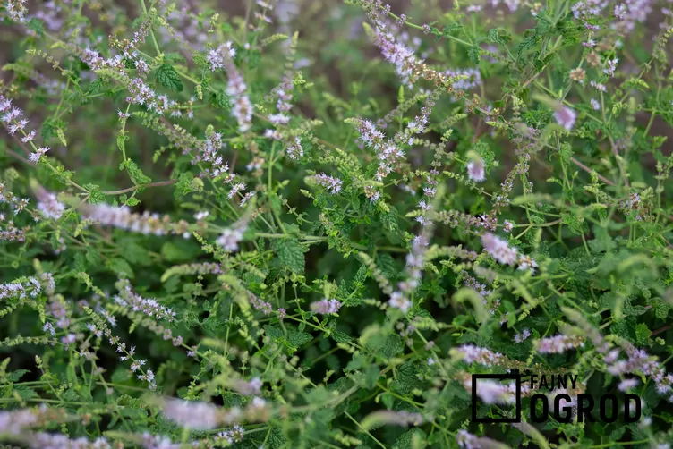 Mięta truskawkowa Mięta truskawkowa