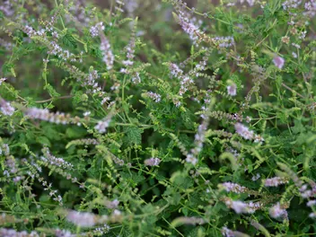 Mięta truskawkowa - zdjęcie 2