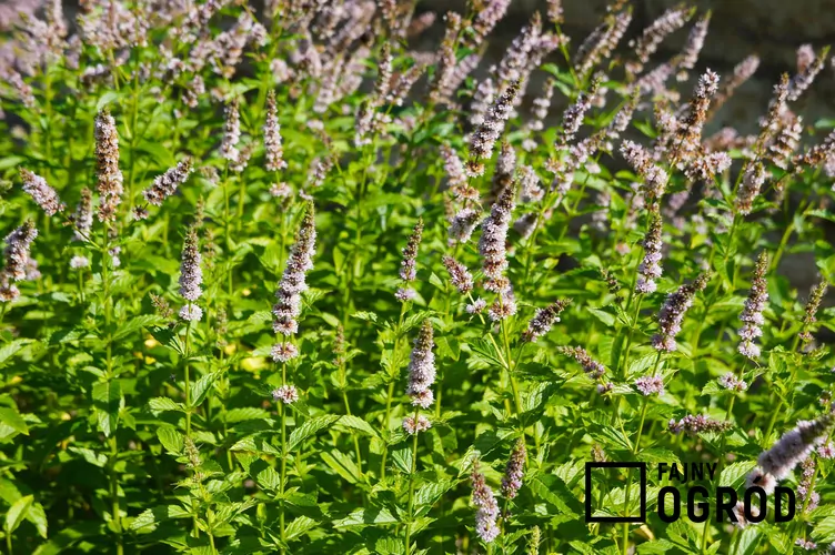 Mięta truskawkowa Mięta truskawkowa