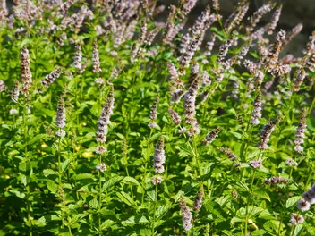 Mięta truskawkowa - zdjęcie 3