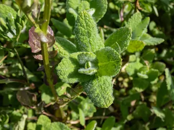 Ilustracja rośliny mięta ananasowa