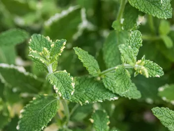 Mięta ananasowa - zdjęcie 2