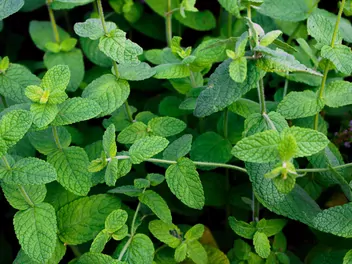 Mięta ananasowa - zdjęcie 3