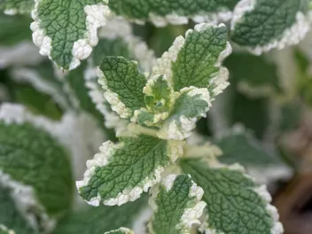 Mięta ananasowa - zdjęcie 4