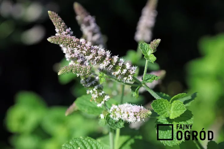 Mięta ananasowa - zdjęcie 5