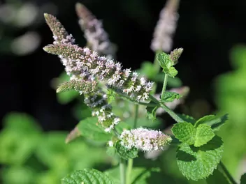 Mięta ananasowa - zdjęcie 5