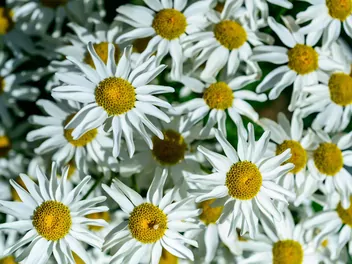 Ilustracja rośliny wrotycz starcolistny