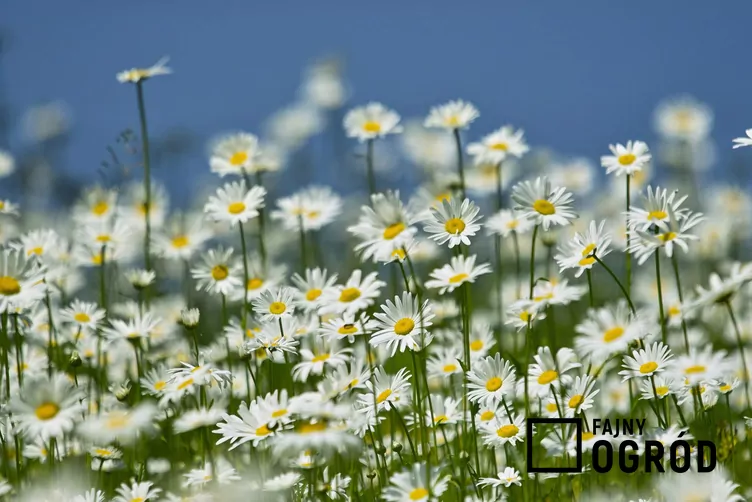 Złocień dalmatyński Złocień dalmatyński