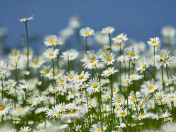 Wrotycz starcolistny - zdjęcie 2