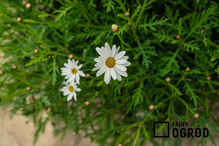 Chryzantema dalmatyńska Chryzantema dalmatyńska