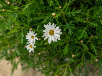 Wrotycz starcolistny - zdjęcie 3