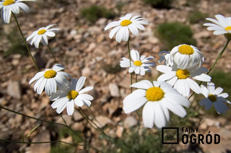 Maruna szerokolistna Maruna szerokolistna
