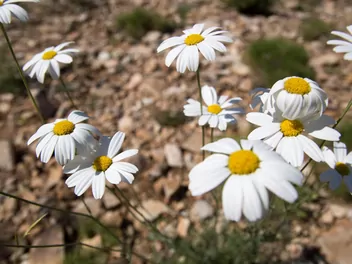 Wrotycz starcolistny - zdjęcie 4