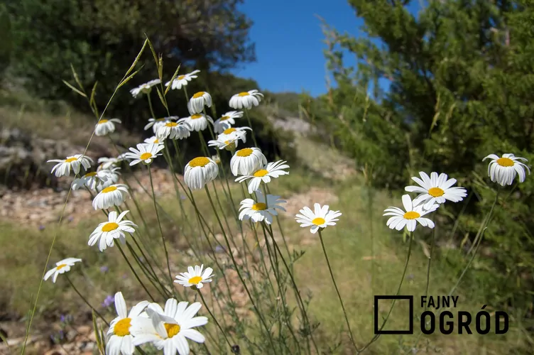 Wrotycz starcolistny - zdjęcie 5 Wrotycz starcolistny - zdjęcie 5