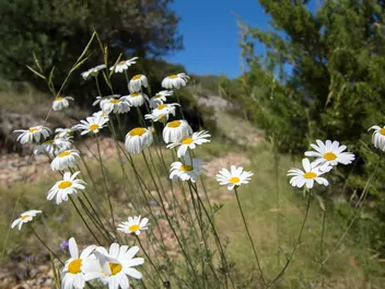 Wrotycz starcolistny - zdjęcie 5
