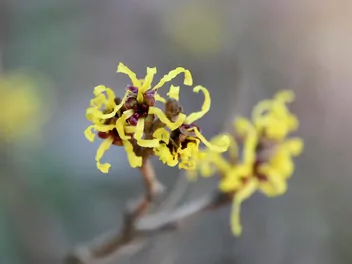 Oczar japoński - zdjęcie 2