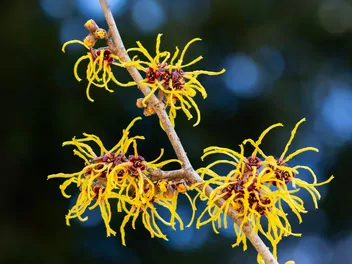 Zdjęcie ilustrujące oczar japoński