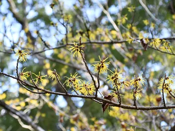 Oczar japoński - zdjęcie 3