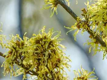 Oczar japoński - zdjęcie 4