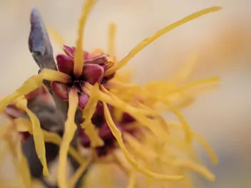 Oczar japoński - zdjęcie 5