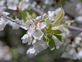 Czereśnia 'Sam' - zdjęcie 3