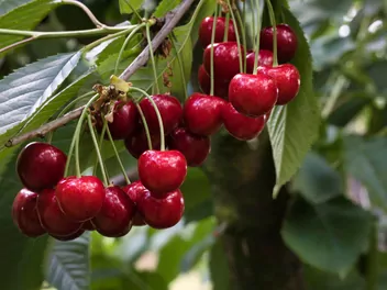 Ilustracja rośliny czereśnia 'sam'