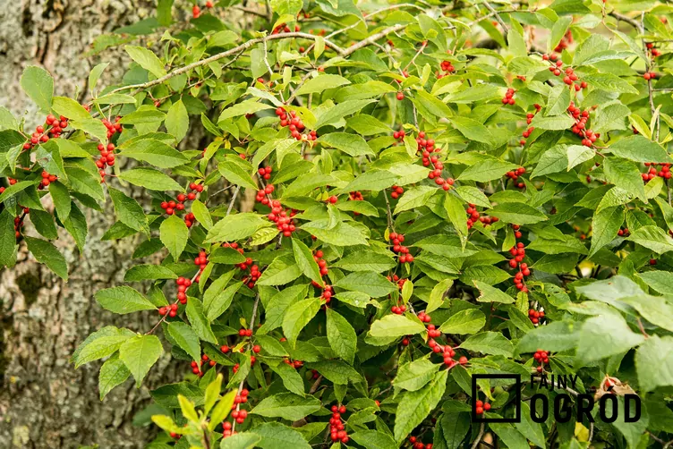 Ostrokrzew okółkowy