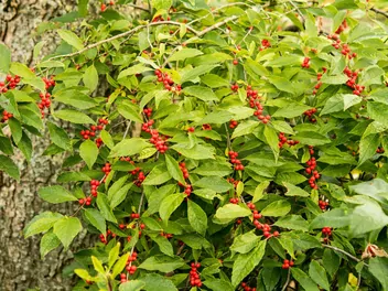 Ilustracja rośliny ostrokrzew okółkowy