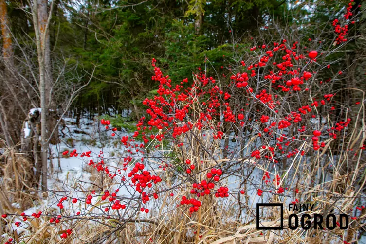 Ostrokrzew okółkowy Ostrokrzew okółkowy