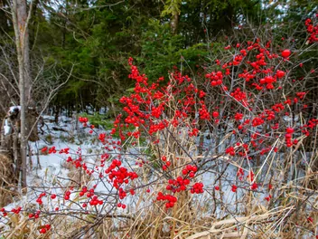 Ostrokrzew okółkowy - zdjęcie 2