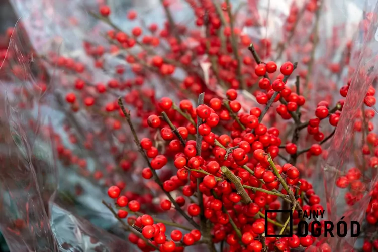 Ostrokrzew okółkowy Ostrokrzew okółkowy