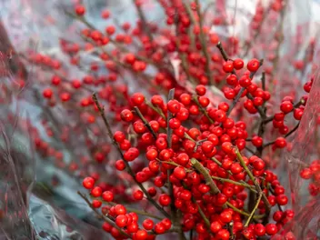 Ostrokrzew okółkowy - zdjęcie 3